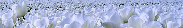 Dutch Tulips in bloom